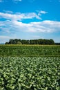 Cabage crops in rows on the field on summer day in rural area