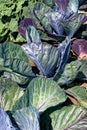 Fresh cabbage leaves and plant growing in garden