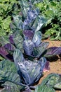 Fresh cabbage leaves and plant growing in garden