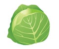 Cabage isolated Royalty Free Stock Photo