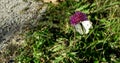 Cabage white butterfly. Pieris rapae.