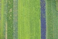 Cabbage fields - aerial view, seen from above agricultural land Royalty Free Stock Photo