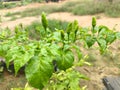 Cabai or Chilli Colour Green After Rainy Day Royalty Free Stock Photo
