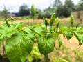 Cabai or Chilli Colour Green After Rainy Day Royalty Free Stock Photo