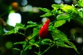 `Cabai rawit` the call for Cayenne pepper