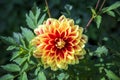 caballero dahlia flower