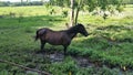 Caballo tarde llano venezuela Royalty Free Stock Photo