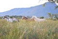 Caballos de Chile corriendo en el campo Royalty Free Stock Photo