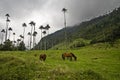 Caballos y palmas de cera en Valle de cocora, Salento. Eje cafetero, colombia. Royalty Free Stock Photo