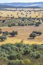 Cabaneros National Park. A dehesa, the traditional pastoral management in the park