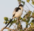 Cabanis-klapekster, Long-tailed Fiscal, Lanius cabanisi