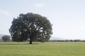 spectacular lonely tree in CabaÃÂ±eros park Spain