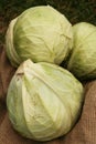 Cabbage