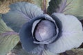 Cabbage Royalty Free Stock Photo