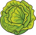 Cabbage