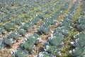 Cabbage Royalty Free Stock Photo