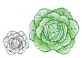 Cabbage