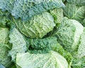 Cabbage Royalty Free Stock Photo