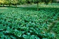 Cabbage agriculture field Royalty Free Stock Photo