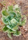 Cabbage in the agriculture field, eaten by slugs. Sick cabbage leaves affected by pests, fungi Royalty Free Stock Photo