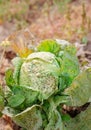 Cabbage in the agriculture field, eaten by slugs. Sick cabbage leaves affected by pests, fungi Royalty Free Stock Photo