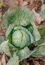 Cabbage in the agriculture field, eaten by slugs. Sick cabbage leaves affected by pests, fungi Royalty Free Stock Photo