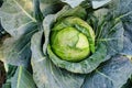 Cabbage agriculture field Royalty Free Stock Photo