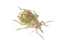 Cabbage aphid, Brevicoryne brassicae Royalty Free Stock Photo