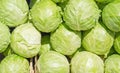 Cabbage background