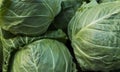 Cabbage background. Fresh cabbage from farm field. Close up macro view of green cabbages. Vegetarian food concept. Group Royalty Free Stock Photo