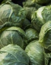 Cabbage background. Fresh cabbage from farm field. Close up macro view of green cabbages. Vegetarian food concept. Group Royalty Free Stock Photo