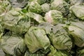 Cabbage background. Fresh cabbage from farm field. Close up macro view of green cabbages. Vegetarian food concept Royalty Free Stock Photo
