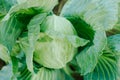 Cabbage background. Fresh cabbage from farm field. Vegetarian food concept. Organic cultivation. Home gardening. Vegetable farming