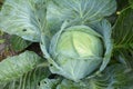 Cabbage background. Fresh cabbage from the garden. Grow Cabbage Organically