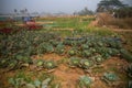 Cabbage is being harvested in vast field at Khirai, West Bengal, India. Cabbage, Brassica oleracea, is a leafy green biennial