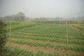 Cabbage is being harvested in vast field at Khirai, West Bengal, India. Cabbage, Brassica oleracea, is a leafy green biennial