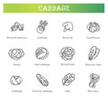 Cabbage beneficial features graphic set. Gardening, farming