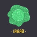 Cabbage with big bright green leaves. Royalty Free Stock Photo