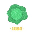Cabbage with big bright green leaves. Royalty Free Stock Photo