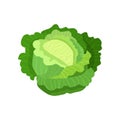 Cabbage with big bright green leaves. Fresh and healthy food. Vegetarian nutrition. Organic ingredient for salad. Flat