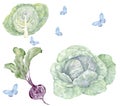 Cabbage with big bright green leaves. Fresh and healthy food. Vegetarian nutrition. Watercolor clip art Organic ingredient for sal Royalty Free Stock Photo