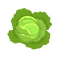 Cabbage with big bright green leaves isolated. Royalty Free Stock Photo