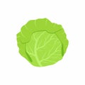 Cabbage with big bright green leaves. Vegetarian nutrition. Fresh and healthy food concept. Organic ingredient for salad. Cartoon Royalty Free Stock Photo