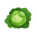 Cabbage with big leaves in cartoon trendy style. Healthy food. Farm fresh veggie just from the garden. Organic eco vegetable for s