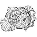 Cabbage black and white hand drawn illustration