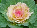 Cabbage Blossom