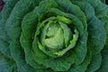 Cabbage (Brassica oleracea) Royalty Free Stock Photo