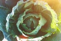 Cabbage in bright sunlight. Concept of natural products. ecologically products. Royalty Free Stock Photo