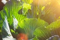 Cabbage in bright sunlight. Concept of natural products. ecologically products. Royalty Free Stock Photo