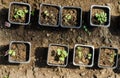 Cabbage and broccoli seedlings Royalty Free Stock Photo